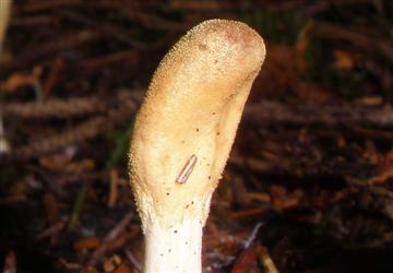 Podostroma alutaceum