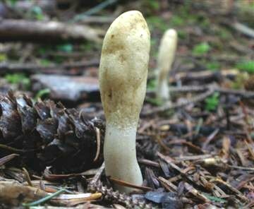 Podostroma alutaceum