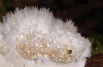 Postia ptychogaster