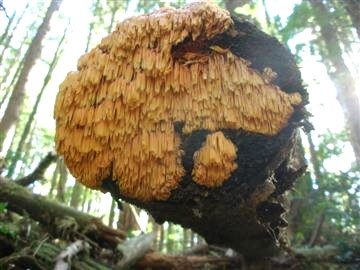 Pycnoporellus alboluteus