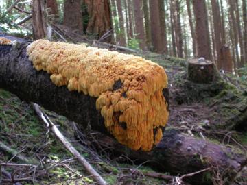 Pycnoporellus alboluteus