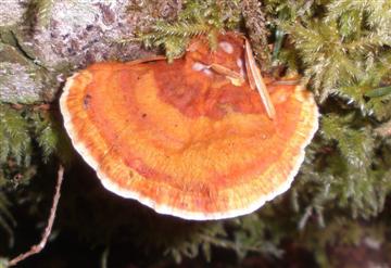 Pycnoporus fulgens