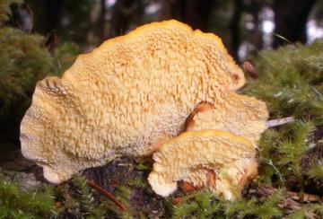 Pycnoporellus fulgens