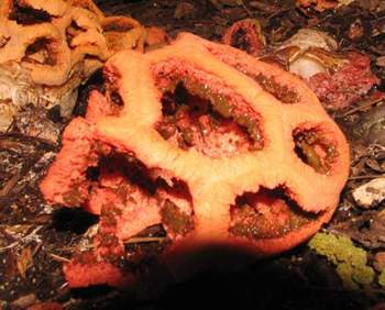 Clathrus ruber