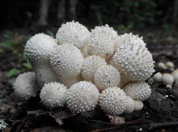Lycoperdon perlatum