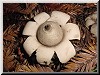 Puffballs and Earth Stars