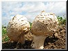 Gastroid Agarics