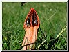 Stinkhorns