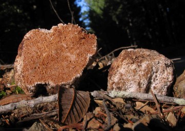 Tuber gibbosum, White Truffle