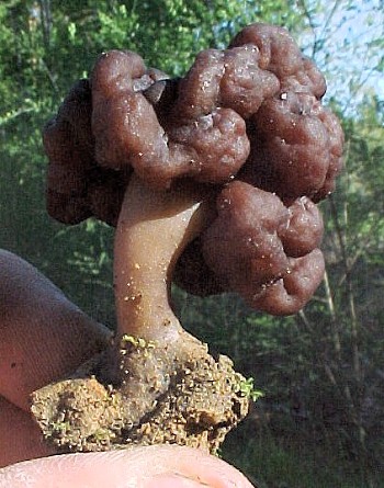 Gyromitra esculenta