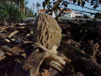 Morchella elata