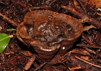 Sarcosoma mexicana
