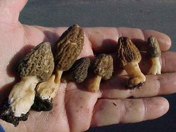Morchella elata