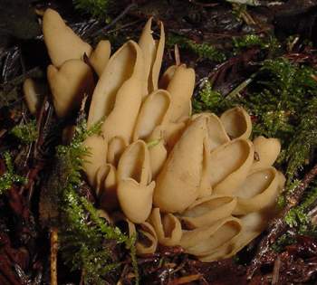 Otidea onotica