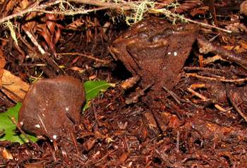 Sarcosoma mexicana