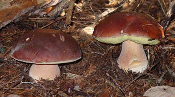 Boletus aereus