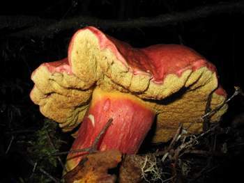 Boletus dryophilus