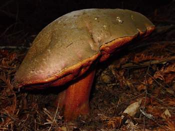 Boletus satanus