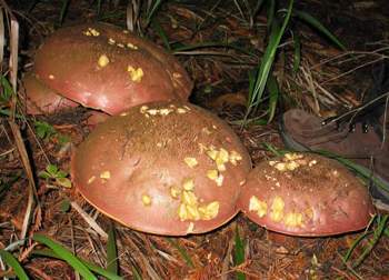 Boletus satanus