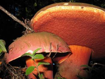Boletus satanus