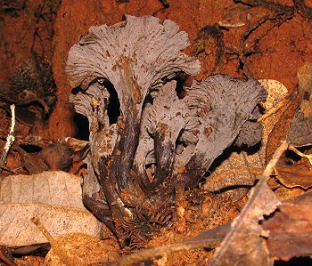 Craterellus cinereus