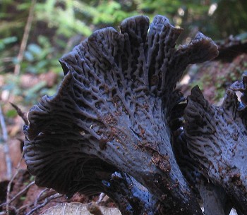 Craterellus cinereus