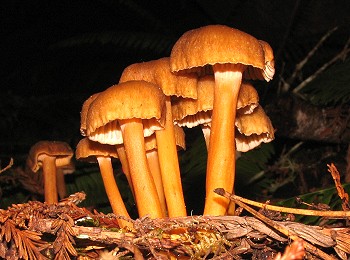 Cantharellus tubaeformis