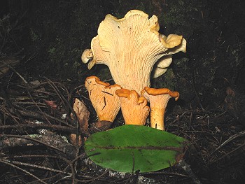 Cantharellus cibarius