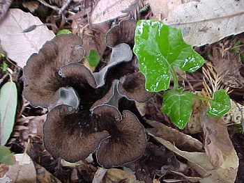 Craterellus  cornucopioides
