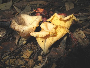 Albino Trumpets, Craterellus konradii