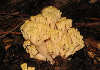 Ramaria sp.