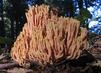 Ramaria sp.