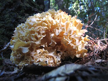 Sparassis crispa