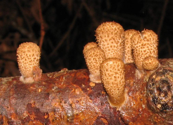 Crucibulum Sp.