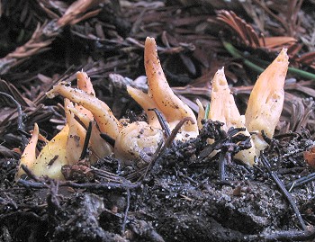 Clavulinopsis laeticolor
