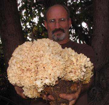 Sparassis crispa