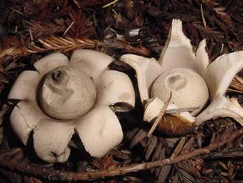 Geastrum fimbriatum