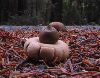 Geastrum fimbriatum
