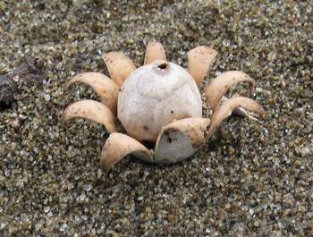 Geastrum floriforme