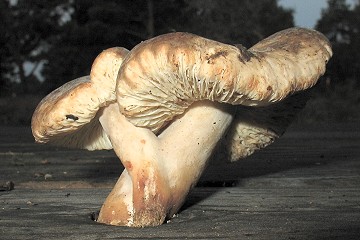 Arcangeliella crassa