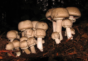 Agaricus praeclaresquamosus
