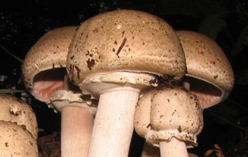 Agaricus praeclaresquamosus