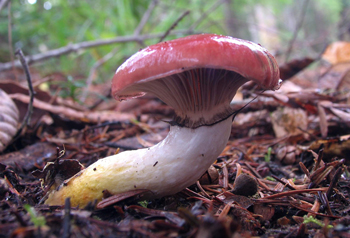 Gomphidius subrosea