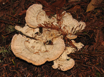 Polyporus squamosus