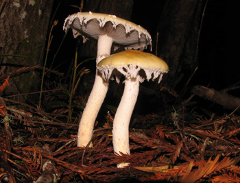 Stropharia ambigua