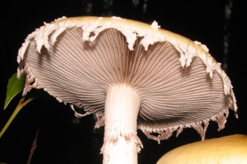 Stropharia ambigua