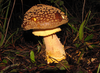 Amanita aspera