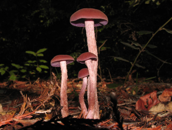 Laccaria amethystina