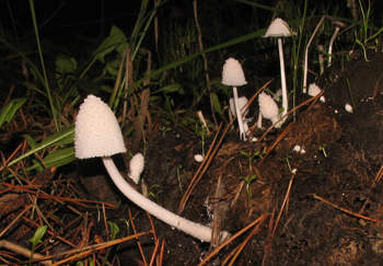 Coprinus sp.