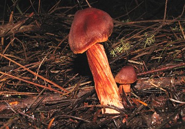 Dermocybe sp.
